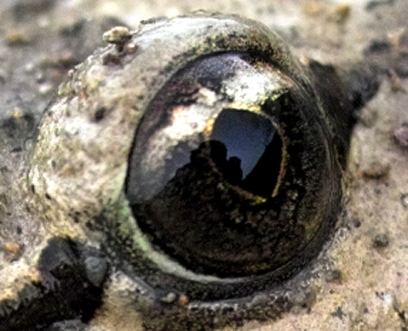 discoglosso marocchino - Discoglossus scovazzi